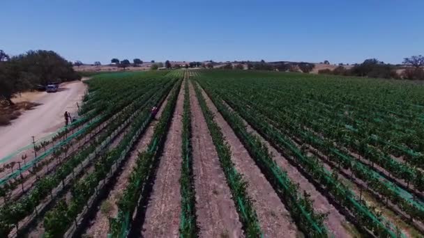 Aerial druva fält och vingårdar. Vinproduktion. Livsmedelsindustrin. — Stockvideo