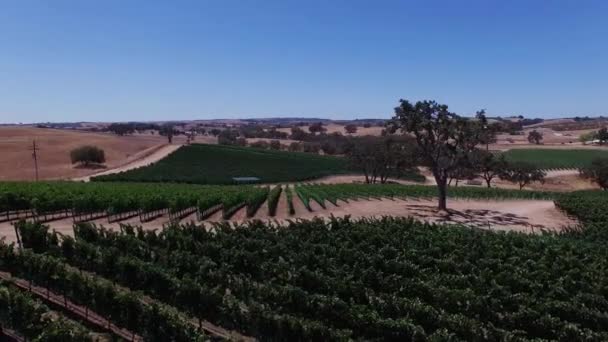 Luchtfoto druif velden en wijngaarden. Wijnproductie. Voedingsindustrie. — Stockvideo