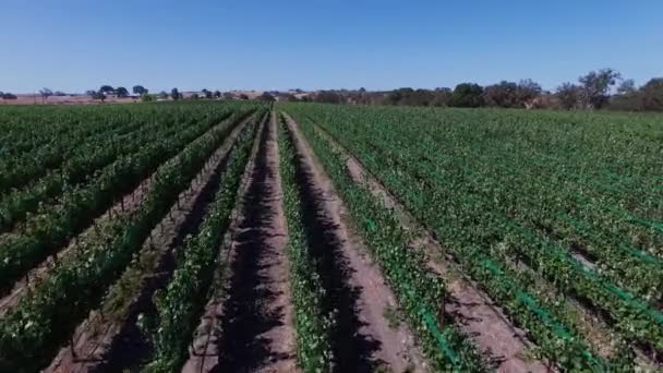 Luchtfoto druif velden en wijngaarden. Wijnproductie. Voedingsindustrie. — Stockvideo