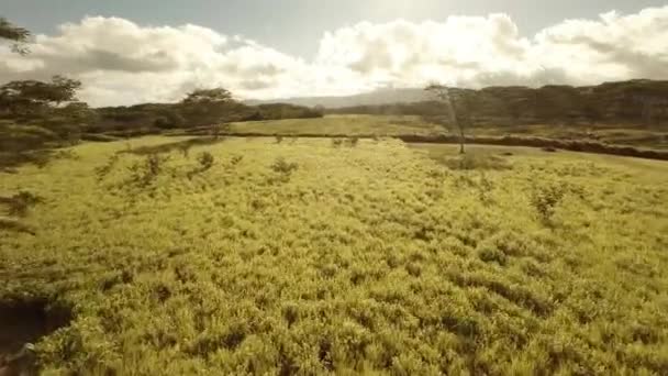 Vzdušný střílet pole na ostrově Kauai. Havaj. — Stock video