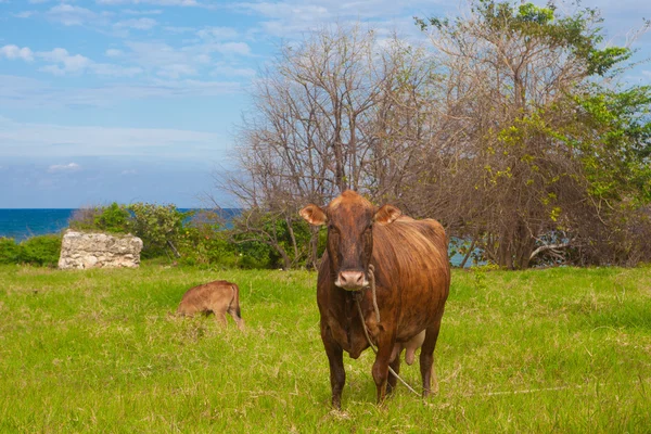 A vaca no prado — Fotografia de Stock