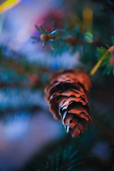 Christmas tree pine cone — Stock Photo, Image