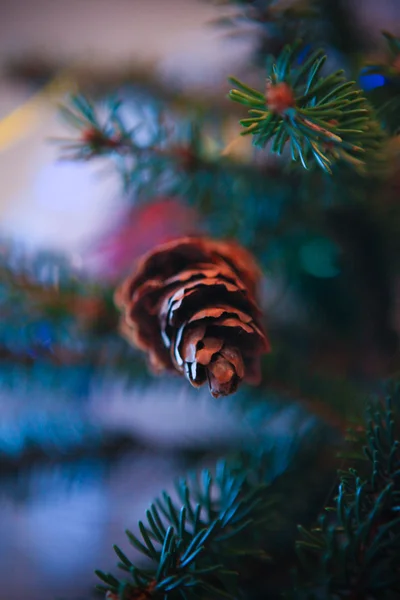 Cone de pinho de árvore de natal — Fotografia de Stock