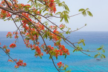 Poinciana ağaç