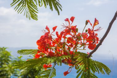 Poinciana ağaç