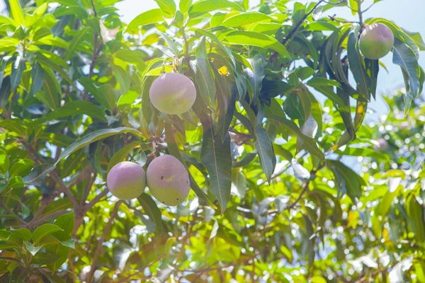 Árbol de mango —  Fotos de Stock