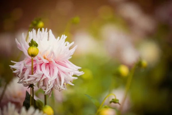 Krysantemum — Stockfoto