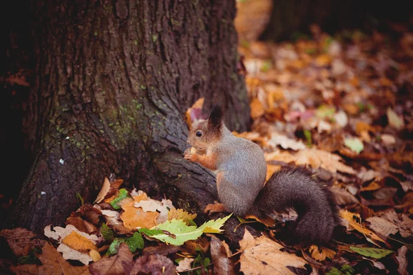 Squirrel — Stock Photo, Image