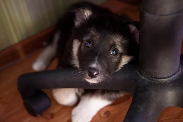 Köpek yavrusu — Stok fotoğraf