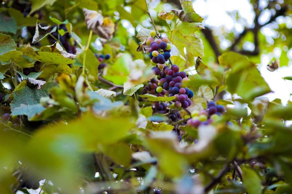 Grape — Stock Photo, Image