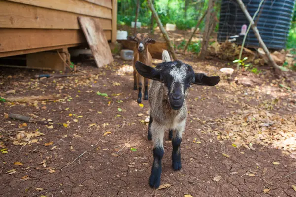 Cabras pequenas — Fotografia de Stock