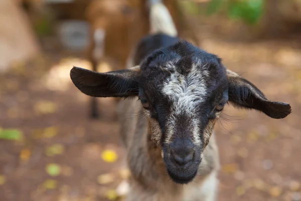 Goat portrait — Stock Photo, Image