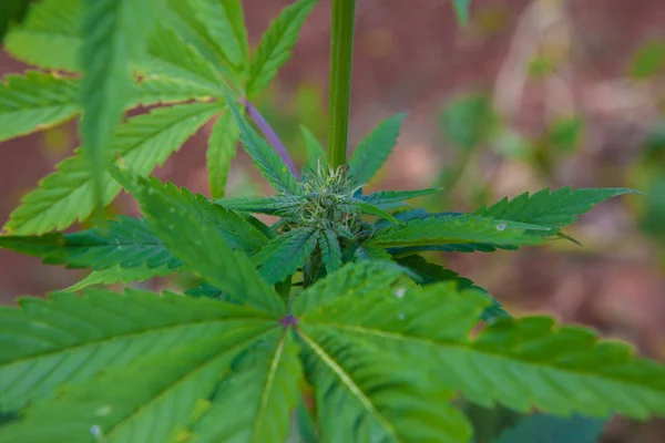 Maconha — Fotografia de Stock