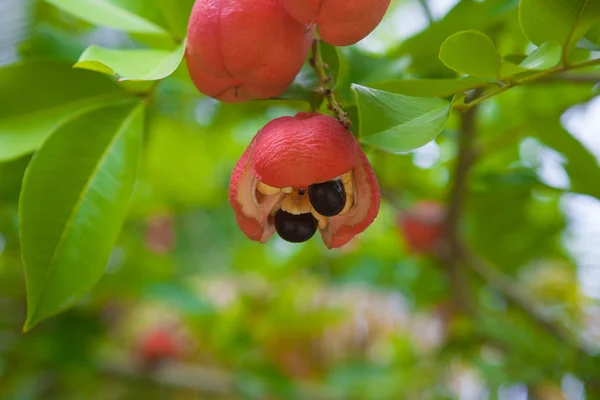 Ackee tree — Stock Photo, Image