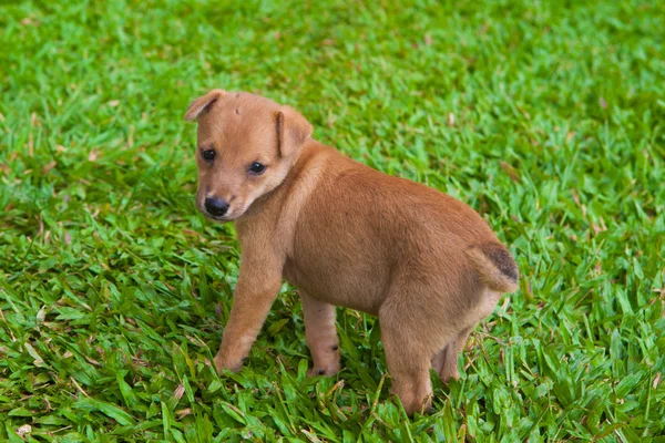 Cachorro en la hierba —  Fotos de Stock