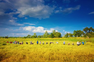 rice farm clipart