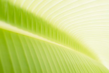 muz yaprağı arka plan