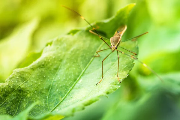 Bug on leaf backgound — Stockfoto