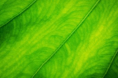 yaprak yeşil arka plan