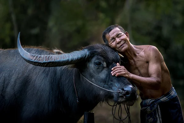 Agricultor e seus búfalos . — Fotografia de Stock