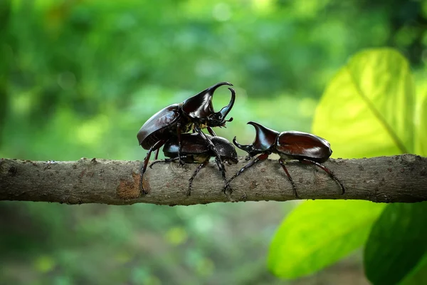 Nosorożec beetle — Zdjęcie stockowe