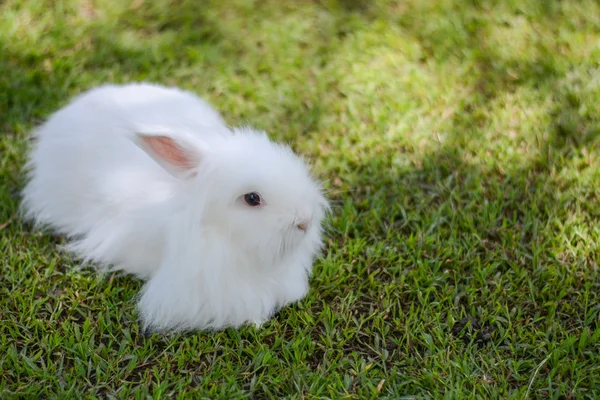 白色毛茸茸的兔子 — 图库照片