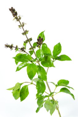 Tay limon fesleğen