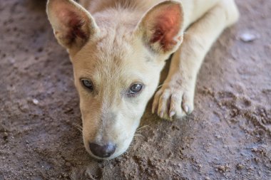 İçinde köpek eylem arıyorsunuz
