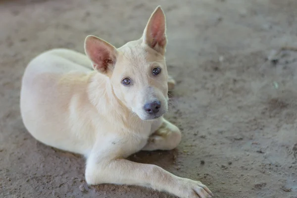 Hund i ser åtgärder — Stockfoto