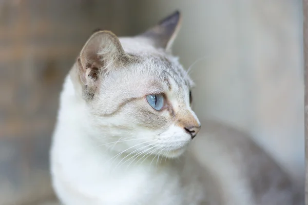 Thai cat im suchen aktion — Stockfoto