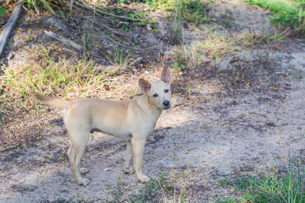 Hund i ser åtgärder — Stockfoto