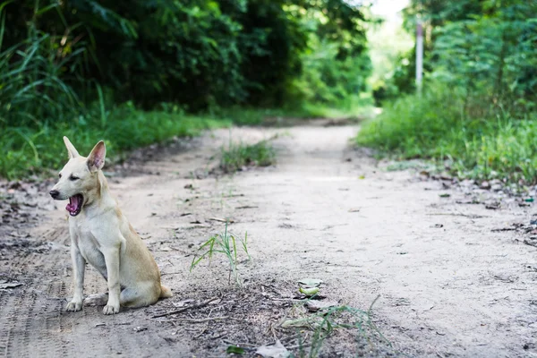 Уличная собака — стоковое фото