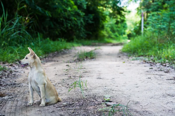 Gatan hund — Stockfoto