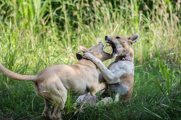 Kamphundar — Stockfoto