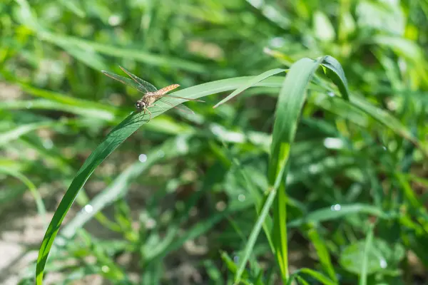 蜻蜓 — 图库照片