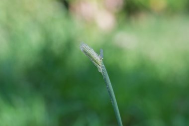 Pennisetum polystachyon