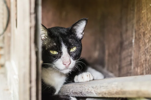 Тайская кошка в действии — стоковое фото