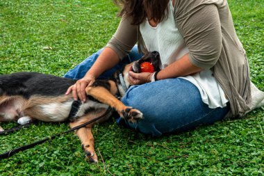 Kadın şehir parkında yeşil çimenlerde oturuyor, oyuncak tutarken Alman çoban köpeğini şefkatle okşuyor, gevşemiş yaz arkadaşlığının ve sorumlu hayvan bakımının tadını çıkarıyor.