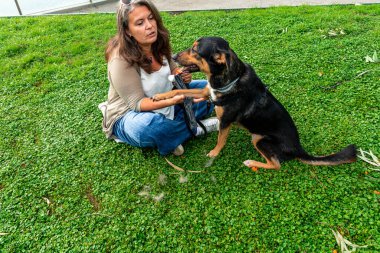 Yeşil çimlerde oturan bir kadın. Sabırlı bir şekilde sadık köpeğine pençelerini sallamayı öğretiyor. Sorumluluk sahibi evcil hayvan bakımı. Arkadaşlık. Ve şehir ortamında evcil hayvanlarla iyi uygulamaların önemi