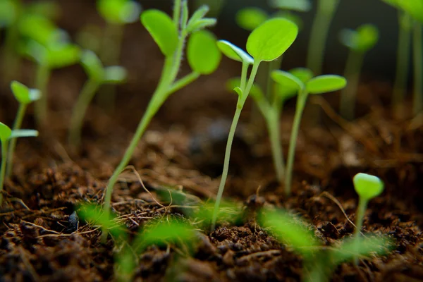 ココス地面の小さな芽 — ストック写真
