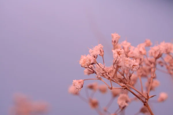 Zarte winzige trockene Blüten lila Hintergrund — Stockfoto