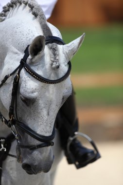 dressage white racehorse