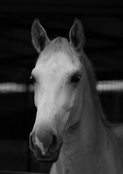 Portrait white horse 3