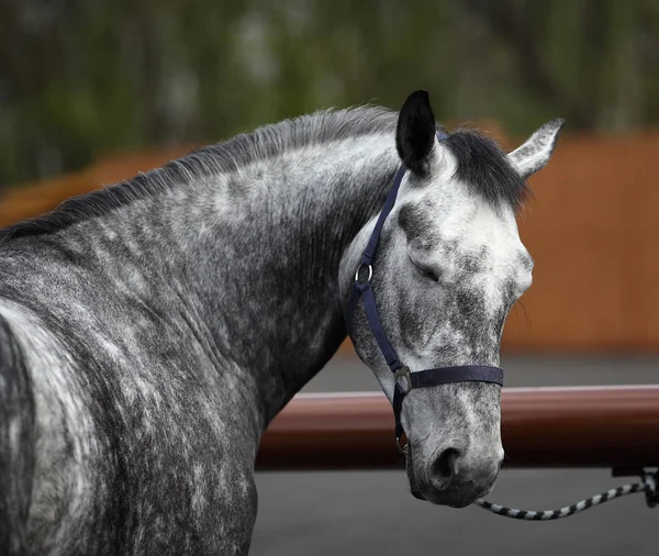 Caballo gris dormido en un poste de enganche —  Fotos de Stock