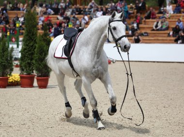 White threw a racehorse rider in the arena for show jumping and running on the camera