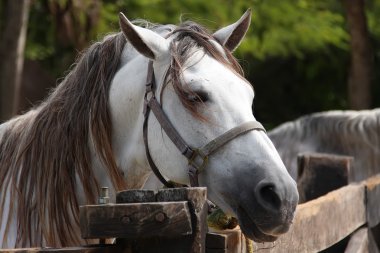 White horse with a gray mane is tied around the hitching post