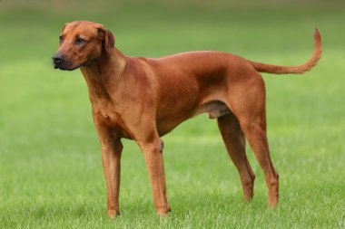 Köpek Rodezya ridgeback açık havada üzerinde yeşil bir alana bir yürüyüşe