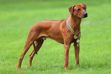Köpek Rodezya ridgeback açık havada üzerinde yeşil bir alana bir yürüyüşe