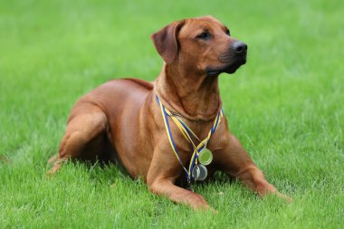 Köpek Rodezya ridgeback açık havada üzerinde yeşil bir alana bir yürüyüşe