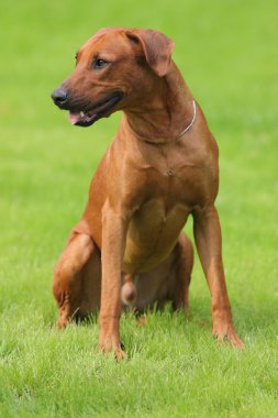 Köpek Rodezya ridgeback açık havada üzerinde yeşil bir alana bir yürüyüşe